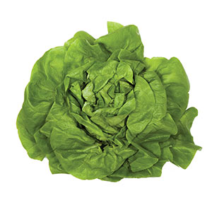 Gemüse / Salat Kopfsalat